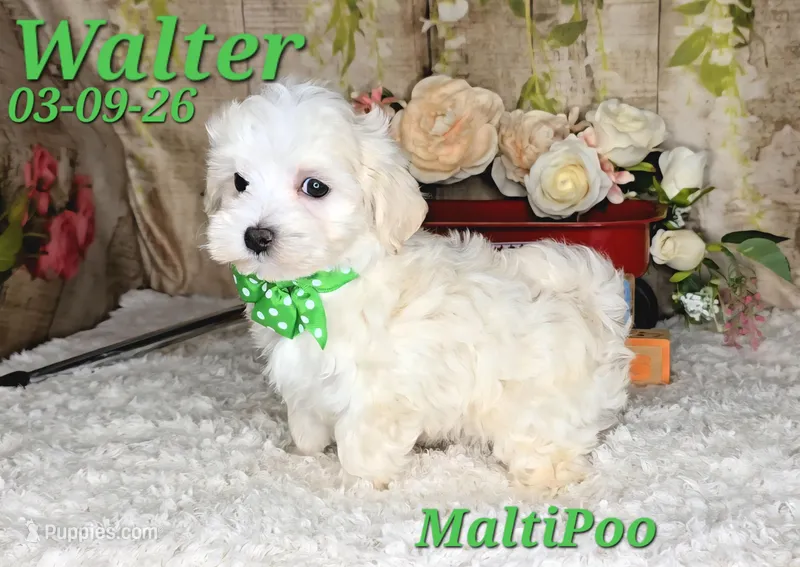 Walter💙 – Maltipoo puppy for sale in Barnett, MO