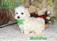 Walter💙, a male Maltipoo for sale in Barnett, MO – 1 of 5