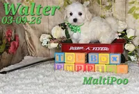 Walter💙, a male Maltipoo for sale in Barnett, MO – 2 of 5