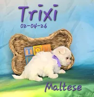 Trixi 🩷, a female Maltese for sale in Barnett, MO – Photo 3 of 3