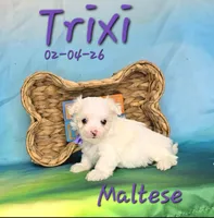 Trixi 🩷, a female Maltese for sale in Barnett, MO – Photo 2 of 3