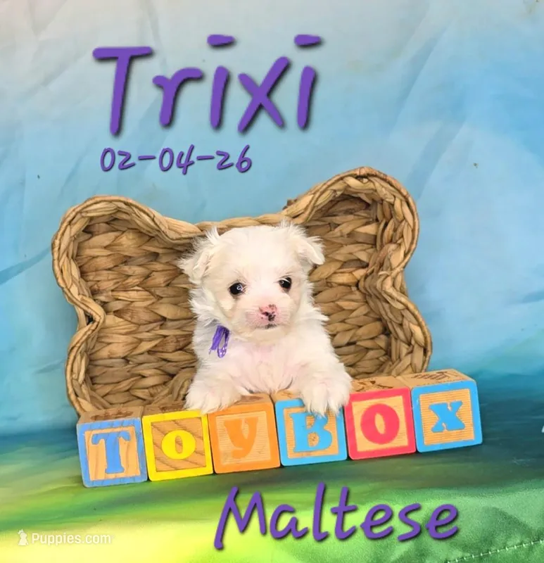 Trixi 🩷 – Maltese puppy for sale in Barnett, MO