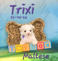 Trixi 🩷, a female Maltese for sale in Barnett, MO – Photo 1 of 3