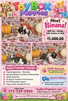 Ilinana 🩷, a female Shih Tzu for sale in Barnett, MO – 4 of 4
