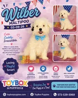 Wilber, a male Maltipoo for sale in Barnett, MO – 4 of 4