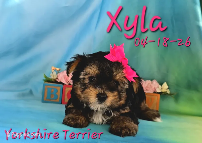 Xyla 🩷 – Yorkshire Terrier puppy for sale in Barnett, MO