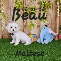 Beau 💙, a male Maltese for sale in Barnett, MO – 5 of 6