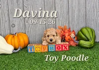 Davina 🩷, a female Poodle - Toy  for sale in Barnett, MO – 4 of 5