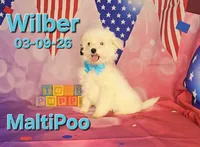 Wilber, a male Maltipoo for sale in Barnett, MO – 1 of 3