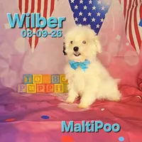 Wilber, a male Maltipoo for sale in Barnett, MO – 3 of 3