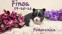 Finoa 🩷 AKC, a female Pomeranian for sale in Barnett, MO – 2 of 5