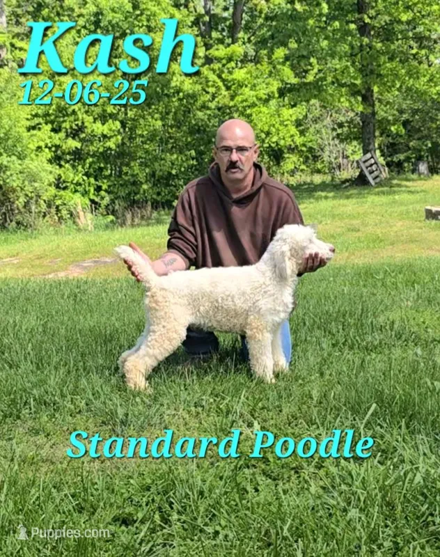 Kash💙 – Poodle - Standard  puppy for sale in Barnett, MO