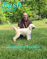 Kash💙, a male Poodle - Standard  for sale in Barnett, MO – 1 of 3