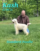 Kash💙, a male Poodle - Standard  for sale in Barnett, MO – 2 of 3