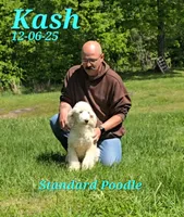Kash💙, a male Poodle - Standard  for sale in Barnett, MO – 3 of 3