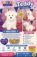 Teddy 💙, a male Maltese for sale in Barnett, MO – 4 of 4