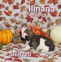 Ilinana 🩷, a female Shih Tzu for sale in Barnett, MO – 2 of 4