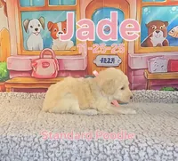 Jade 🩷, a female Poodle - Standard  for sale in Barnett, MO – Photo 3 of 6