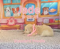 Jade 🩷, a female Poodle - Standard  for sale in Barnett, MO – Photo 4 of 6