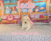Jade 🩷, a female Poodle - Standard  for sale in Barnett, MO – Photo 2 of 6