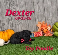 Dexter 💙, a male Poodle - Toy  for sale in Barnett, MO – 2 of 5