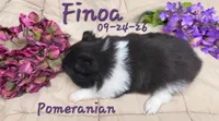 Finoa 🩷 AKC, a female Pomeranian for sale in Barnett, MO – 3 of 5