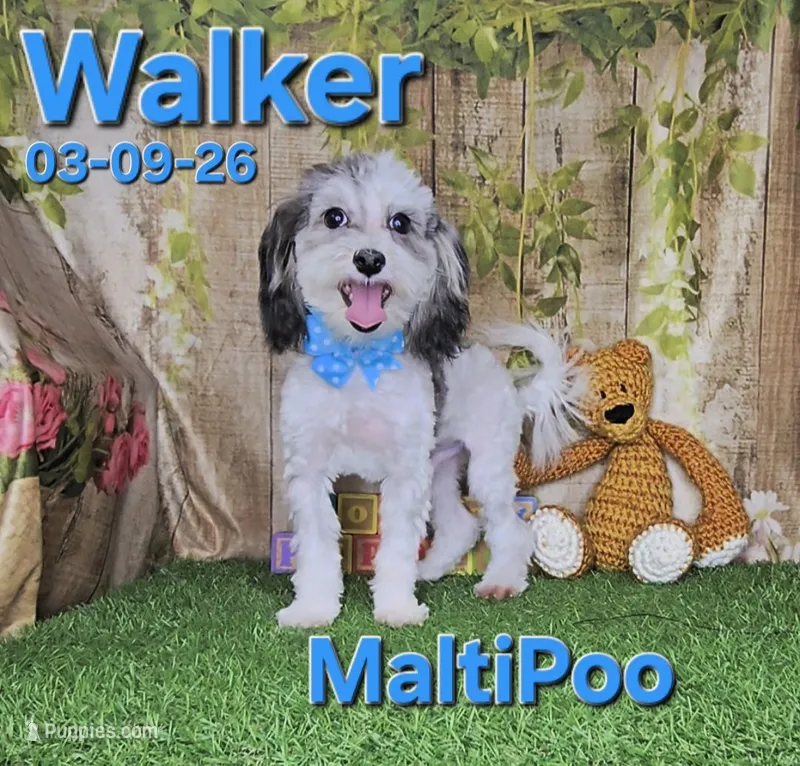 Walker💙 – Maltipoo puppy for sale in Barnett, MO