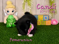 Candi 🩷, a female Pomeranian for sale in Barnett, MO – 3 of 4
