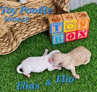 Elio 💙, a male Poodle - Toy  for sale in Barnett, MO – 2 of 4
