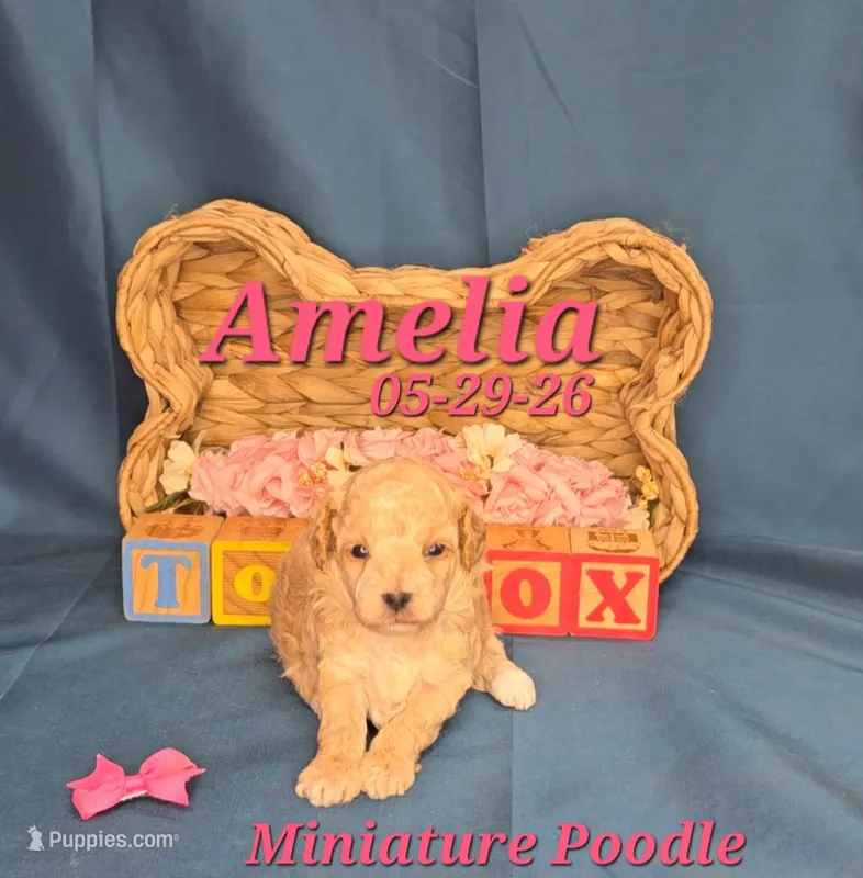 Amelia 🩷 – Poodle - Miniature  puppy for sale in Barnett, MO
