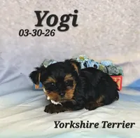 Yogi 💙, a male Yorkshire Terrier for sale in Barnett, MO – 1 of 3