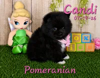 Candi 🩷, a female Pomeranian for sale in Barnett, MO – 2 of 4