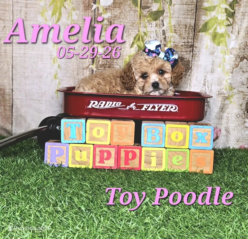 Amelia 🩷 – Poodle - Toy  puppy for sale in Barnett, MO