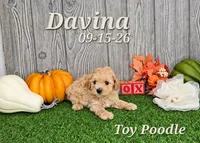 Davina 🩷, a female Poodle - Toy  for sale in Barnett, MO – 3 of 5