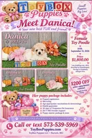 Danica 🩷, a female Poodle - Toy  for sale in Barnett, MO – 6 of 6