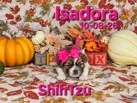 Isadora 🩷, a female Shih Tzu for sale in Barnett, MO – 4 of 7