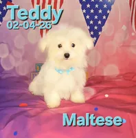 Teddy 💙, a male Maltese for sale in Barnett, MO – 3 of 4