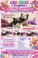 Fancy 🩷, a female Pomeranian for sale in Barnett, MO – 5 of 5