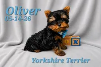 Oliver 💙 TeaCup size, a male Yorkshire Terrier for sale in Barnett, MO – 2 of 2