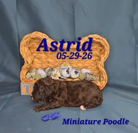 Astrid 💙, a male Poodle - Miniature  for sale in Barnett, MO – 3 of 3