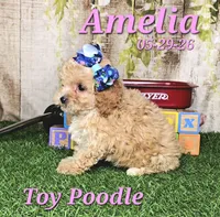 Amelia 🩷, a female Poodle - Toy  for sale in Barnett, MO – 4 of 4