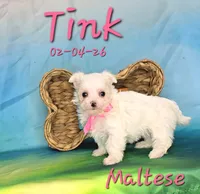 Tink 🩷, a female Maltese for sale in Barnett, MO – Photo 2 of 3