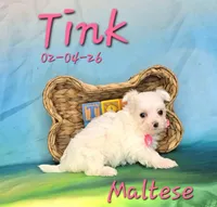 Tink 🩷, a female Maltese for sale in Barnett, MO – Photo 3 of 3