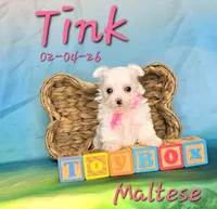 Tink 🩷, a female Maltese for sale in Barnett, MO – Photo 1 of 3
