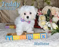 Teddy 💙, a male Maltese for sale in Barnett, MO – 1 of 6