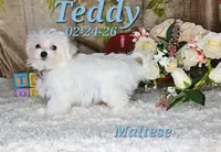 Teddy 💙, a male Maltese for sale in Barnett, MO – 5 of 6