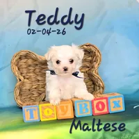 Teddy 💙, a male Maltese for sale in Barnett, MO – Photo 3 of 3
