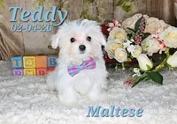 Teddy 💙, a male Maltese for sale in Barnett, MO – 2 of 6