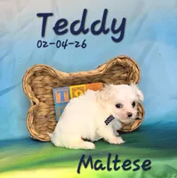 Teddy 💙, a male Maltese for sale in Barnett, MO – Photo 1 of 3