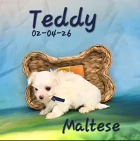 Teddy 💙, a male Maltese for sale in Barnett, MO – Photo 2 of 3